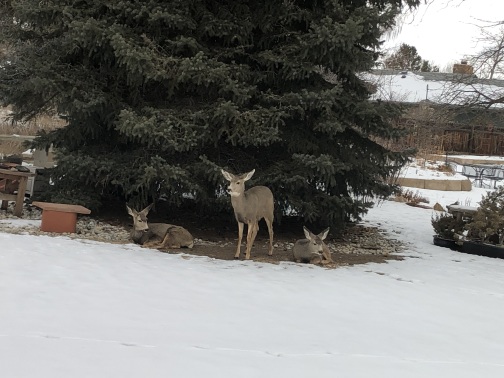 deer in back yard