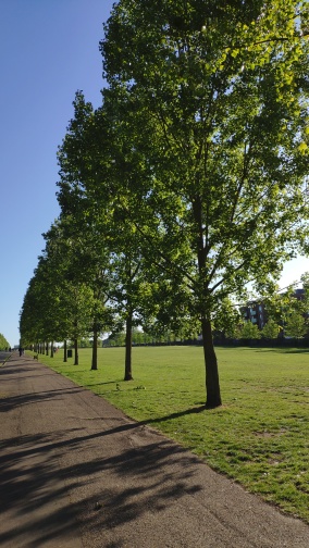 Spring Trees