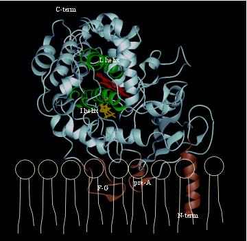 P450 model, showing membrane attachment